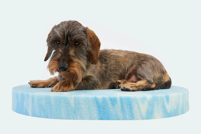 Matelas orthopédique pour chien avec teckel
