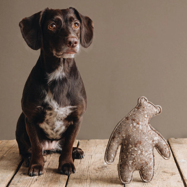 Peluche pour chien mise en situation avec un chien