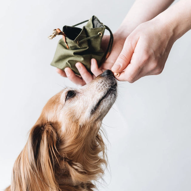 Mise en situation de la pochette à friandises pour chien avec main et chien
