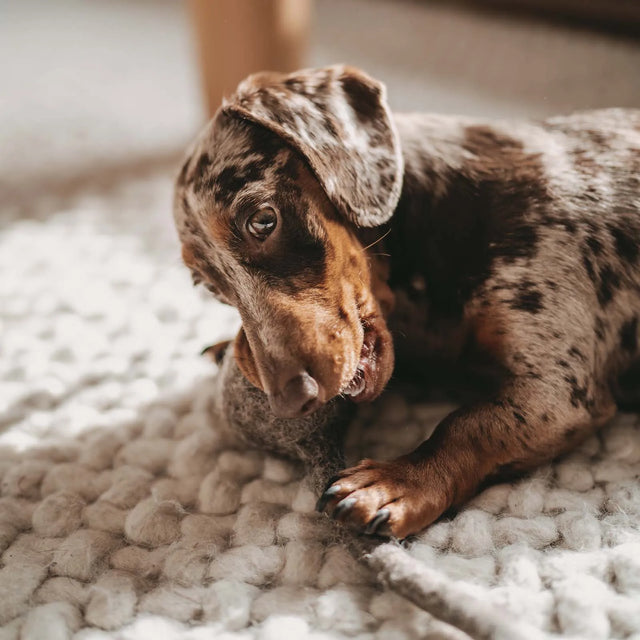 jouet à mordiller pour chien
