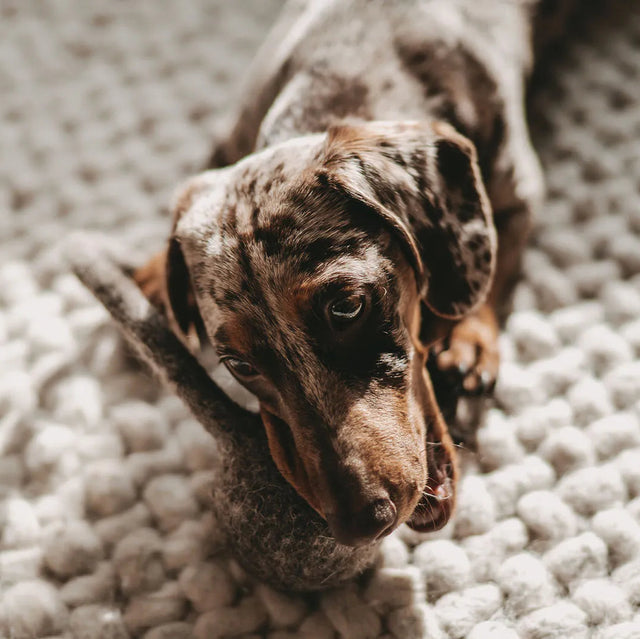 jouet balle corde pour chien