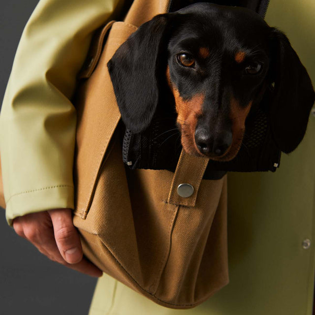 Présentation du sac moutarde avec un teckel dedans