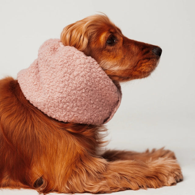 Cocker portant un snood rose pour protéger ses oreilles