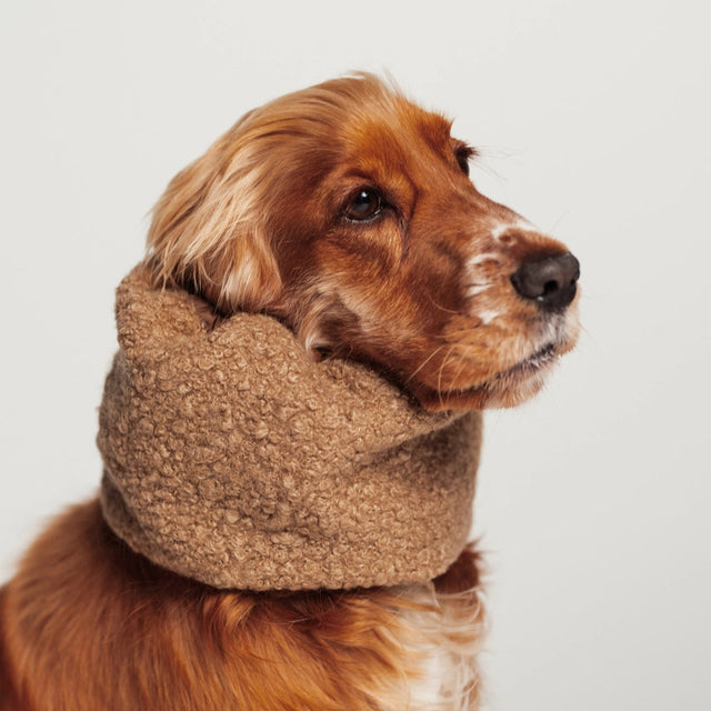 Cocker portant un snood marron pour ses oreilles