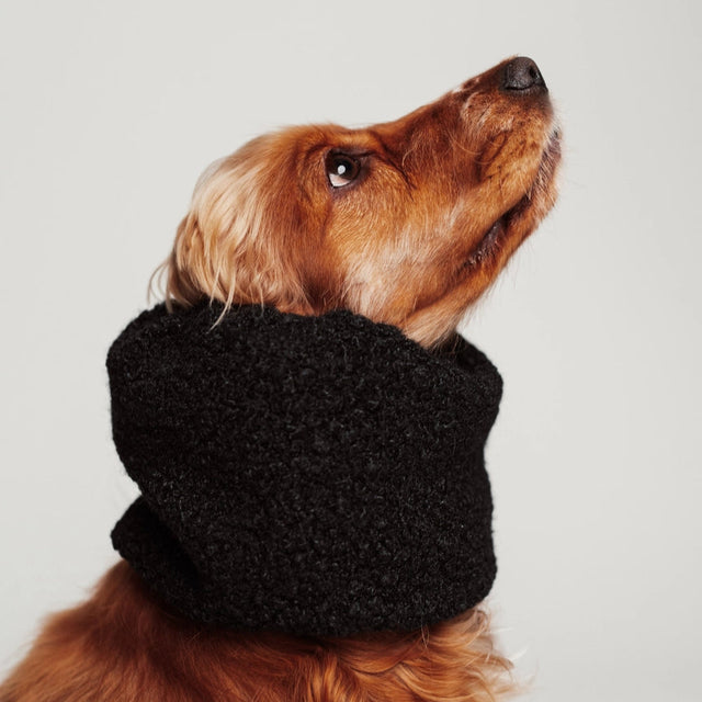 Cocker portant un snood noir autour de ses oreilles
