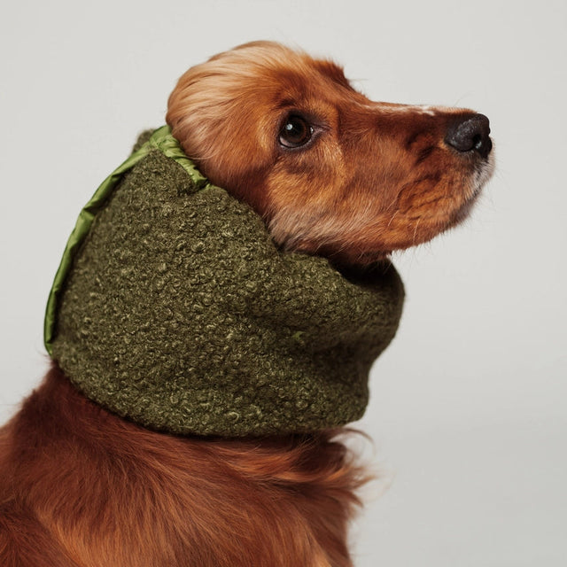 Cocker portant un snood vert 