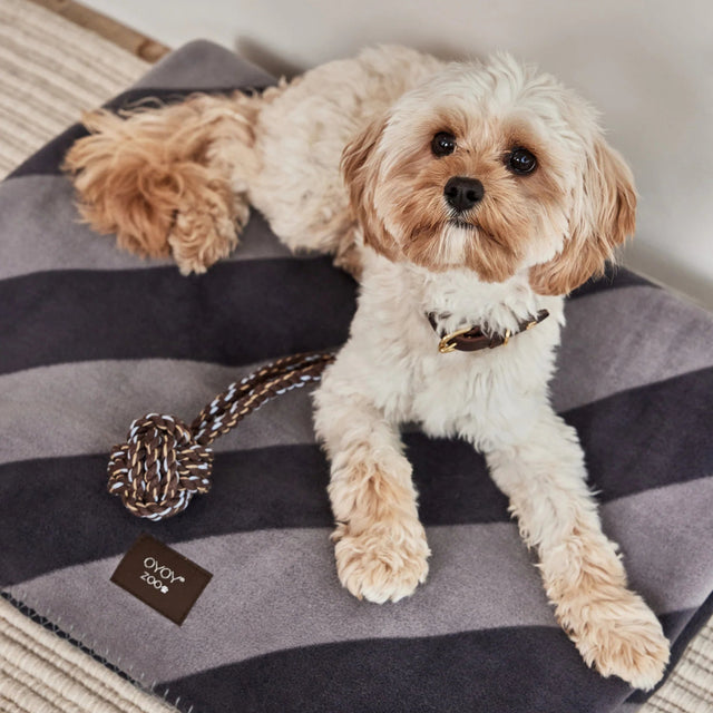Bichon avec son jouet en corde sur un tapis