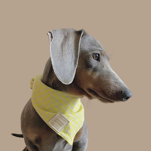 Bandana jaune citron porté par un teckel sur fond neutre