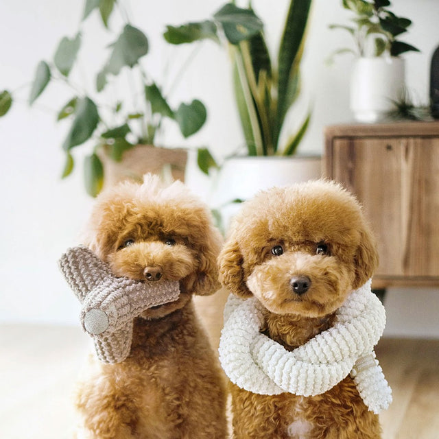 Deux caniches posent avec leurs jouets avec couineur