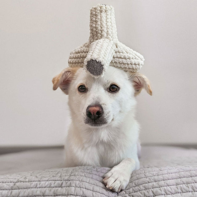 Jouet pour chien tétrapode posé sur la tête d'un chien