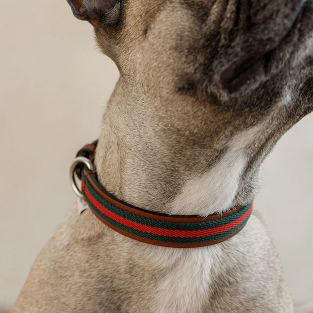 Collier en cuir et en tissu porté par un chien
