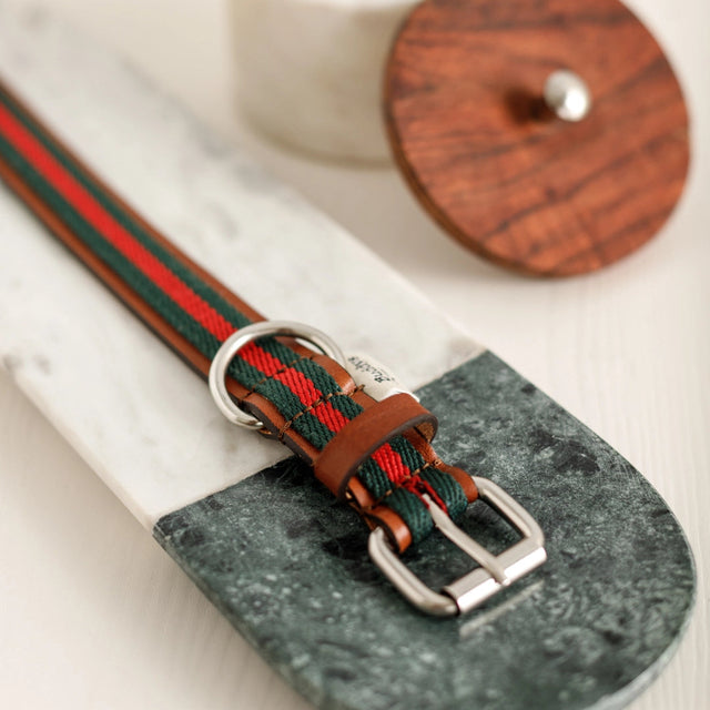 Collier pour chien mis en scène