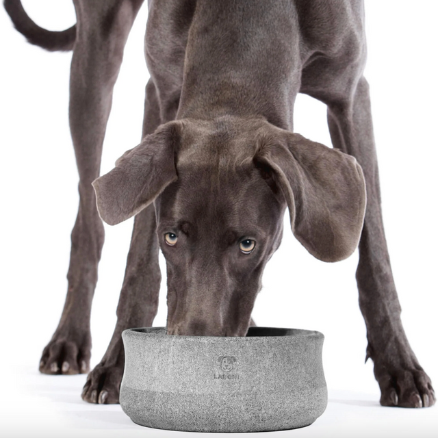 Chien mangeant dans une gamelle en stéatite Laboni