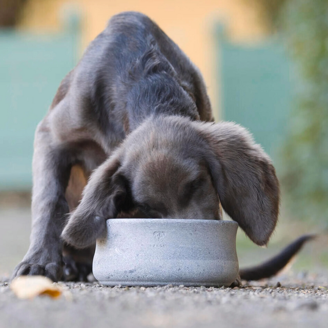 gamelle élégante en pierre pour chien 