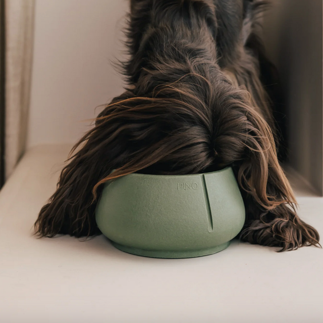 Cocker au pelage brun foncé mangeant dans une gamelle verte PINO au design évasé, pensée pour les chiens aux longues oreilles 