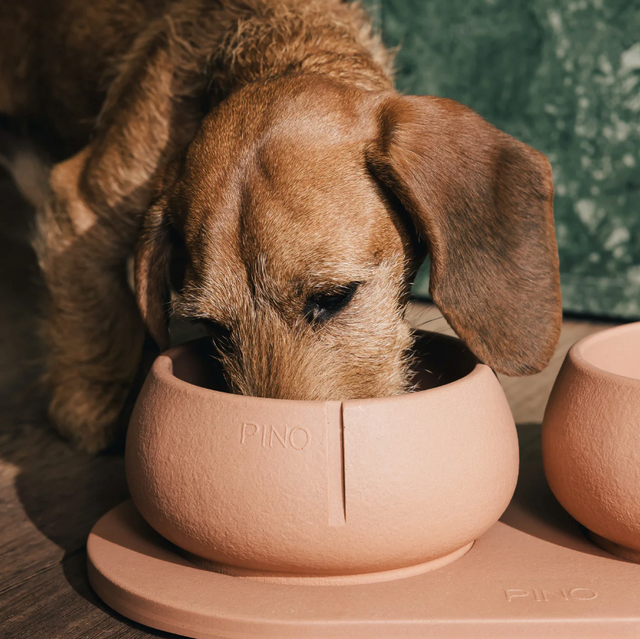 gamelle pour chien zoom