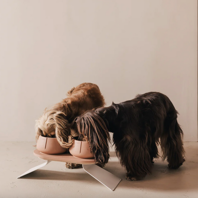 gamelle pour chien à longues oreilles 