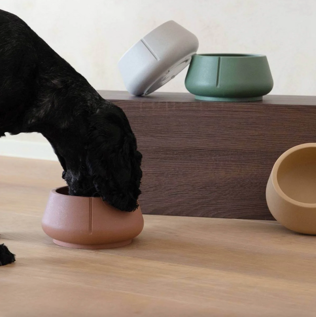 gamelle colorée pour chien 