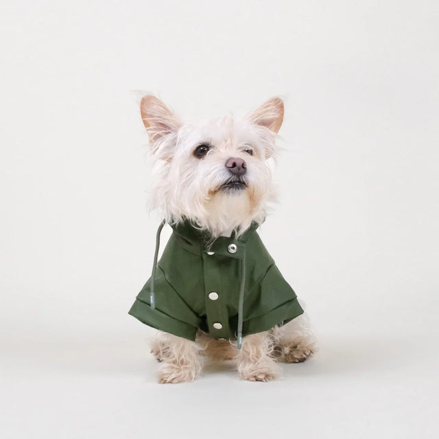 Imperméable pour chien porté par un bichon