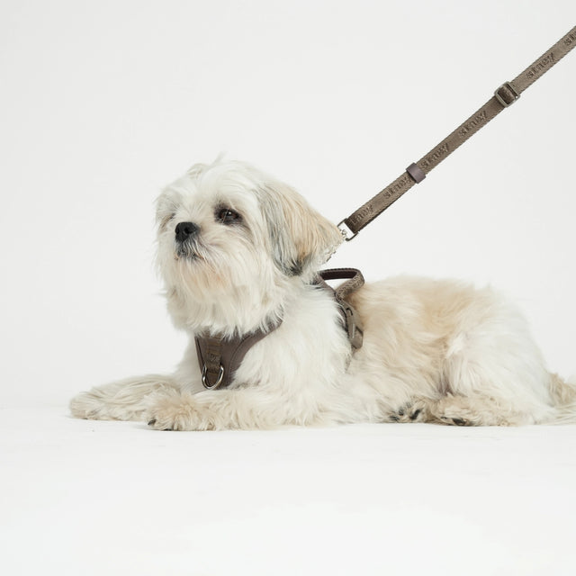 Laisse mains libres pour chien en sangle brune Mocca avec boucles argentées portée sur un chien