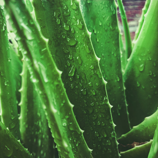 Plate d'aloe vera