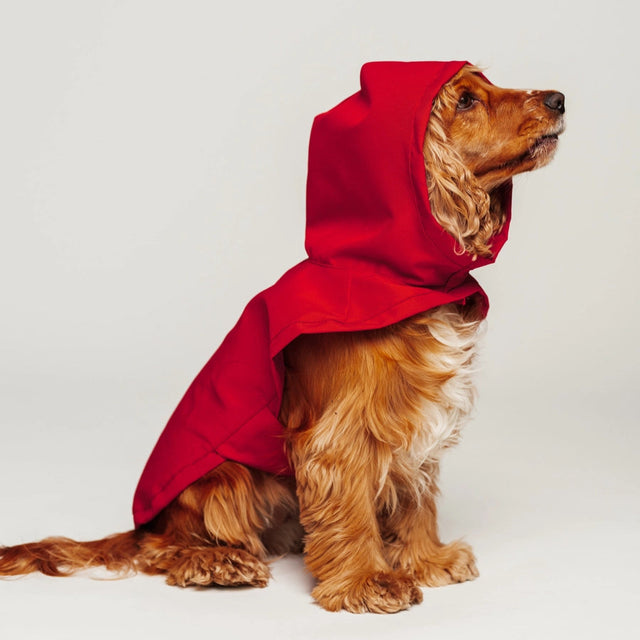 Imperméable rouge pour chien porté par un Cocker anglais sur fond neutre