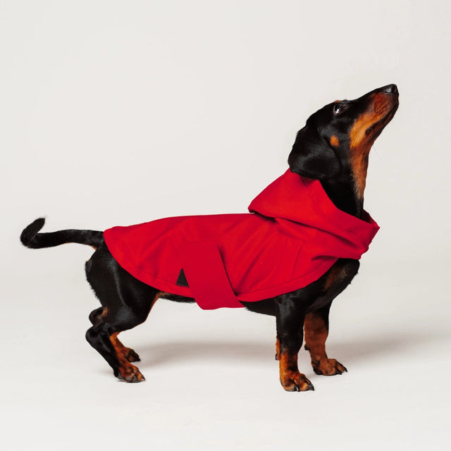 Imperméable rouge pour chien porté par un chien sur fond neutre