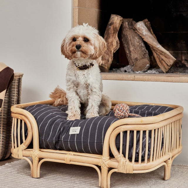 Bichon dans son panier avec ses jouets