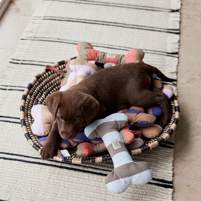 Chien dans son panier avec des os en peluche