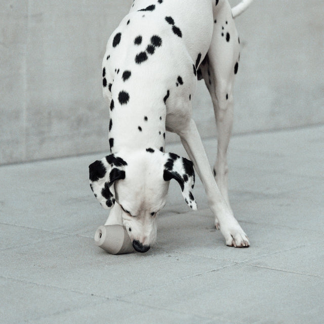 jouet de fouille pour chien