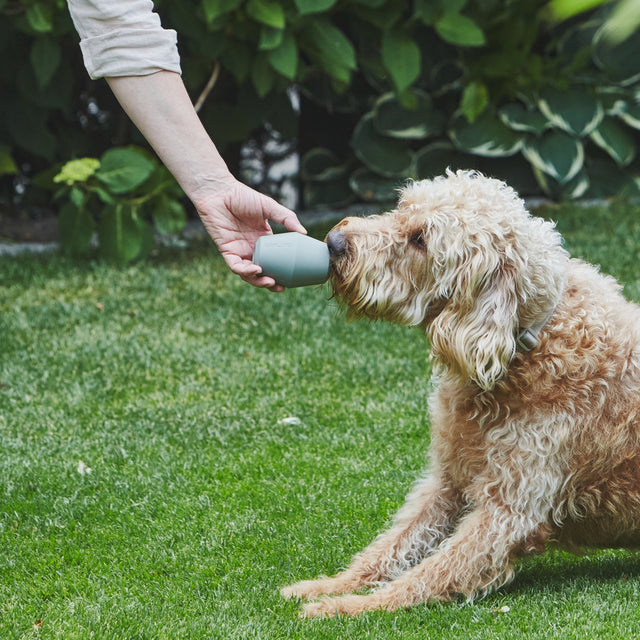jouet de fouille pour chien mia cara
