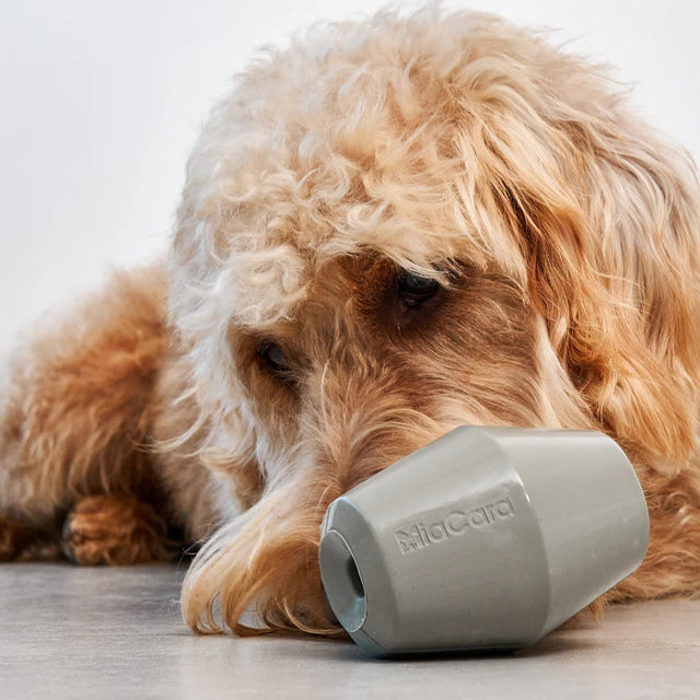 jouet de fouille pour chien mia cara