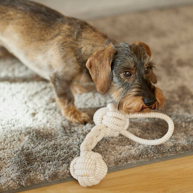 Jouet de tire en os tressé pour chien avec un teckel