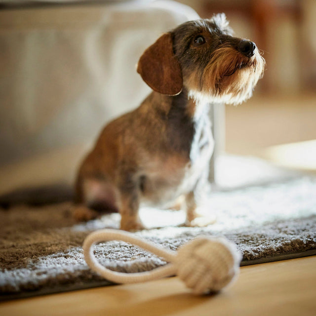 Jouet de tire pour chien en corde tressée avec teckel
