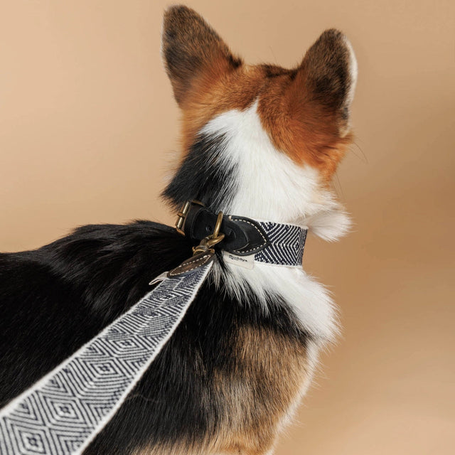 Laisse pour chien en cuir et en toile de coton italienne portée par un corgi