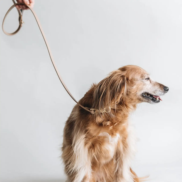laisse courte en cuir pour chien sur fond neutre