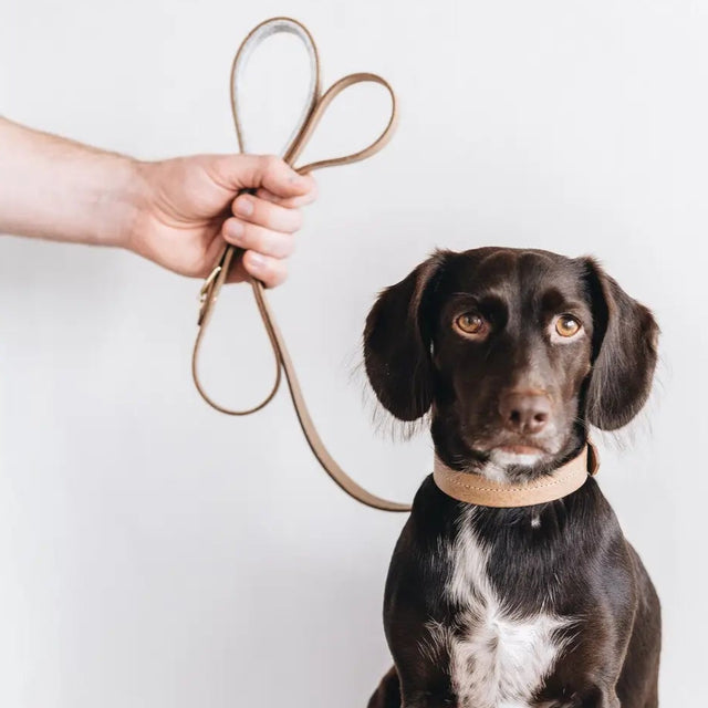 Laisse courte pour chien portée sur fond neutre
