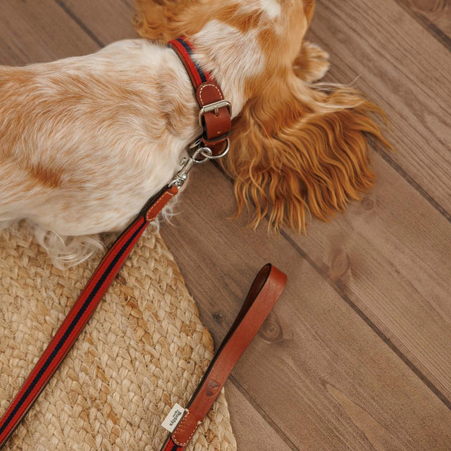 Laisse rouge en tissu et en cuir pour chien porté sur un cocker