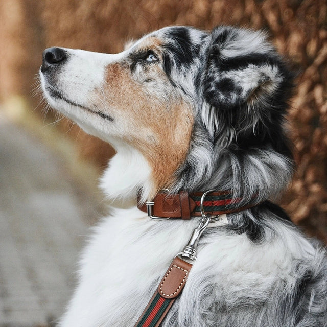 border collie portant une laisse pour chien en cuir et en tissu