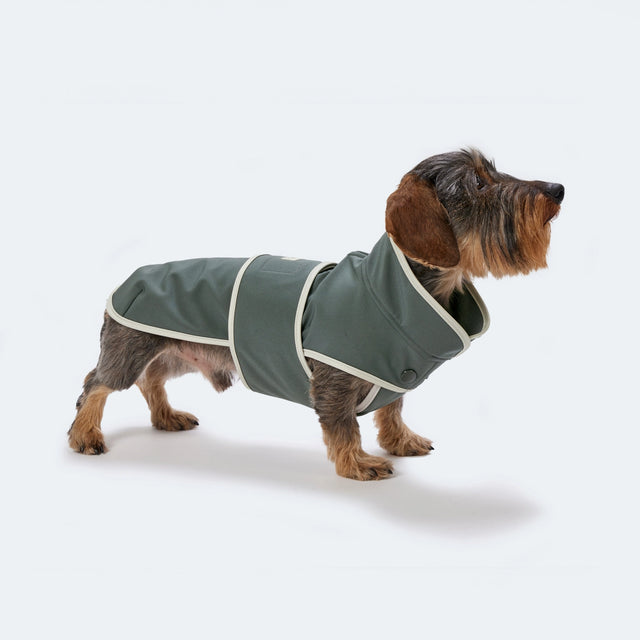 Manteau en softshell pour chien fait à la main porté par un teckel