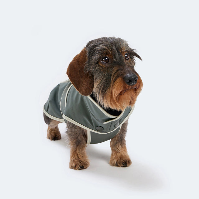 Manteau en softshell pour chien fait à la main porté par un teckel