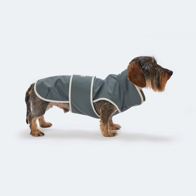 Manteau en softshell pour chien fait à la main porté par un teckel
