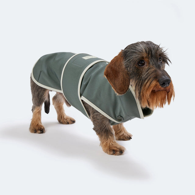 Manteau en softshell pour chien fait à la main porté par un teckel