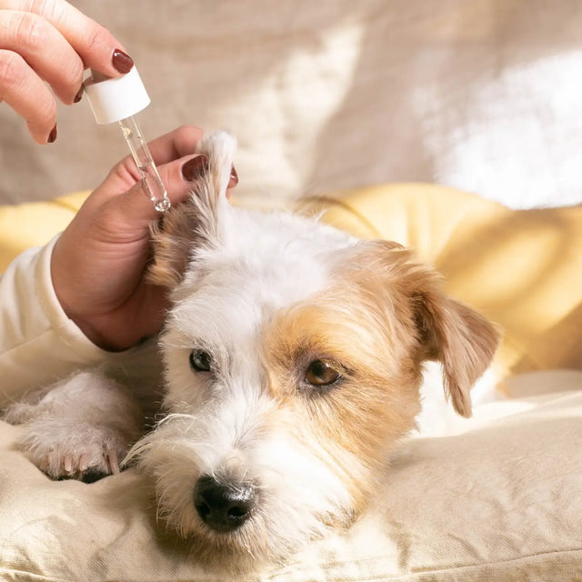 Mise en pratique du sérum nettoyant pour oreilles sur un chien