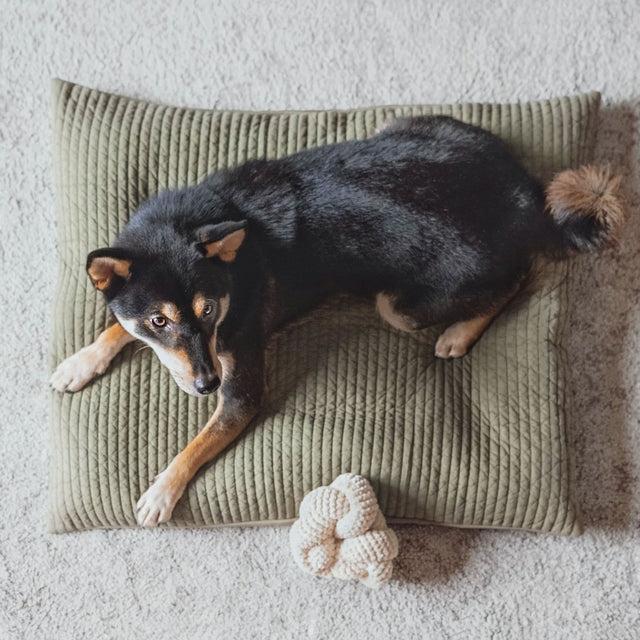 Présentation du jouet d'occupation pour chien