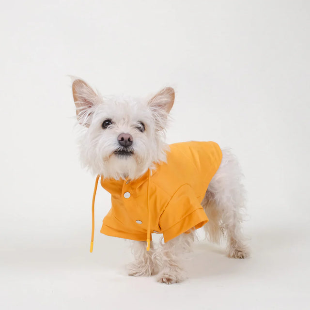 Imperméable orange pour chien porté par un bichon