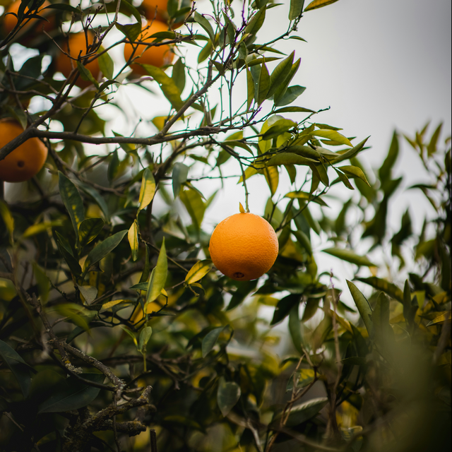 Le Parfum - Vanille et Bergamote