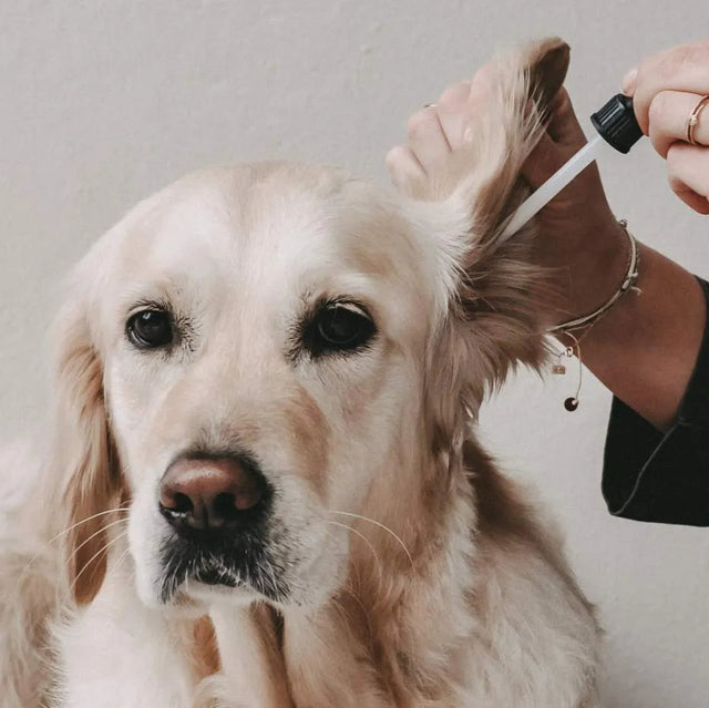 huile protection des oreilles pour chien