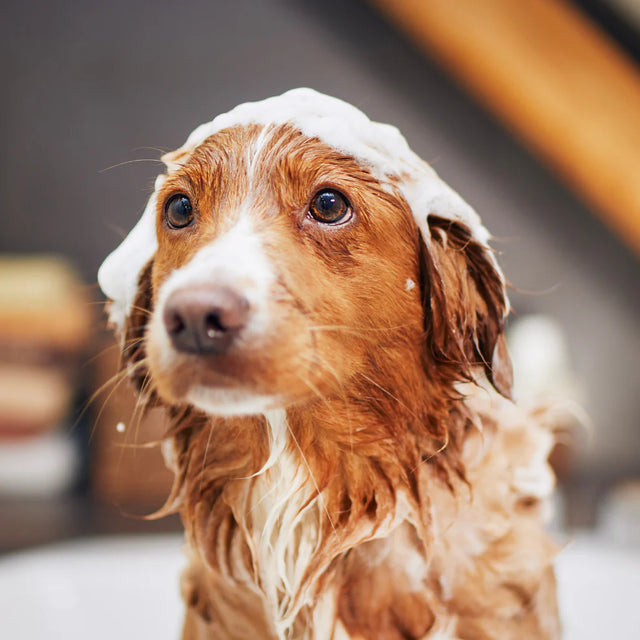 Chien prenant un bain avec de la mousse sur la tête