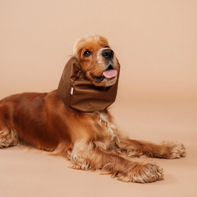 Snood marron pour chien sur fond neutre